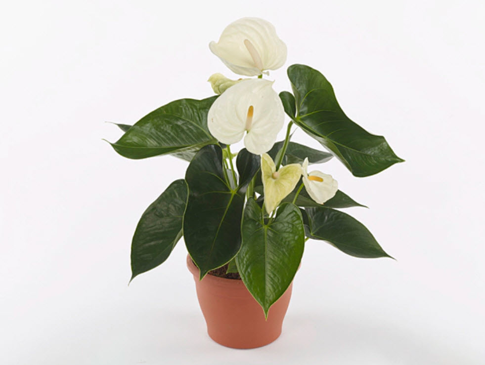 Антуриум Андреанум Альпин d14 h50 