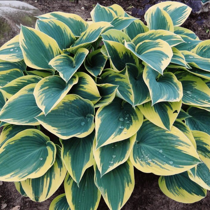 Хоста Ферст Фрост v2 Tim 