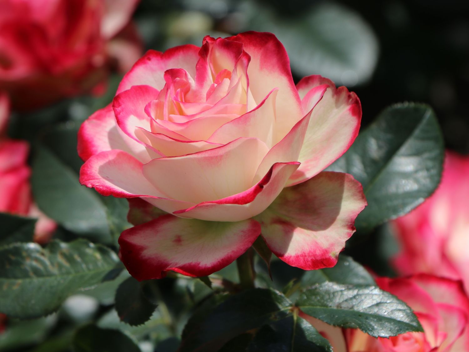 Роза чайно-гибридная Принцесс де Монако v3 Lav 