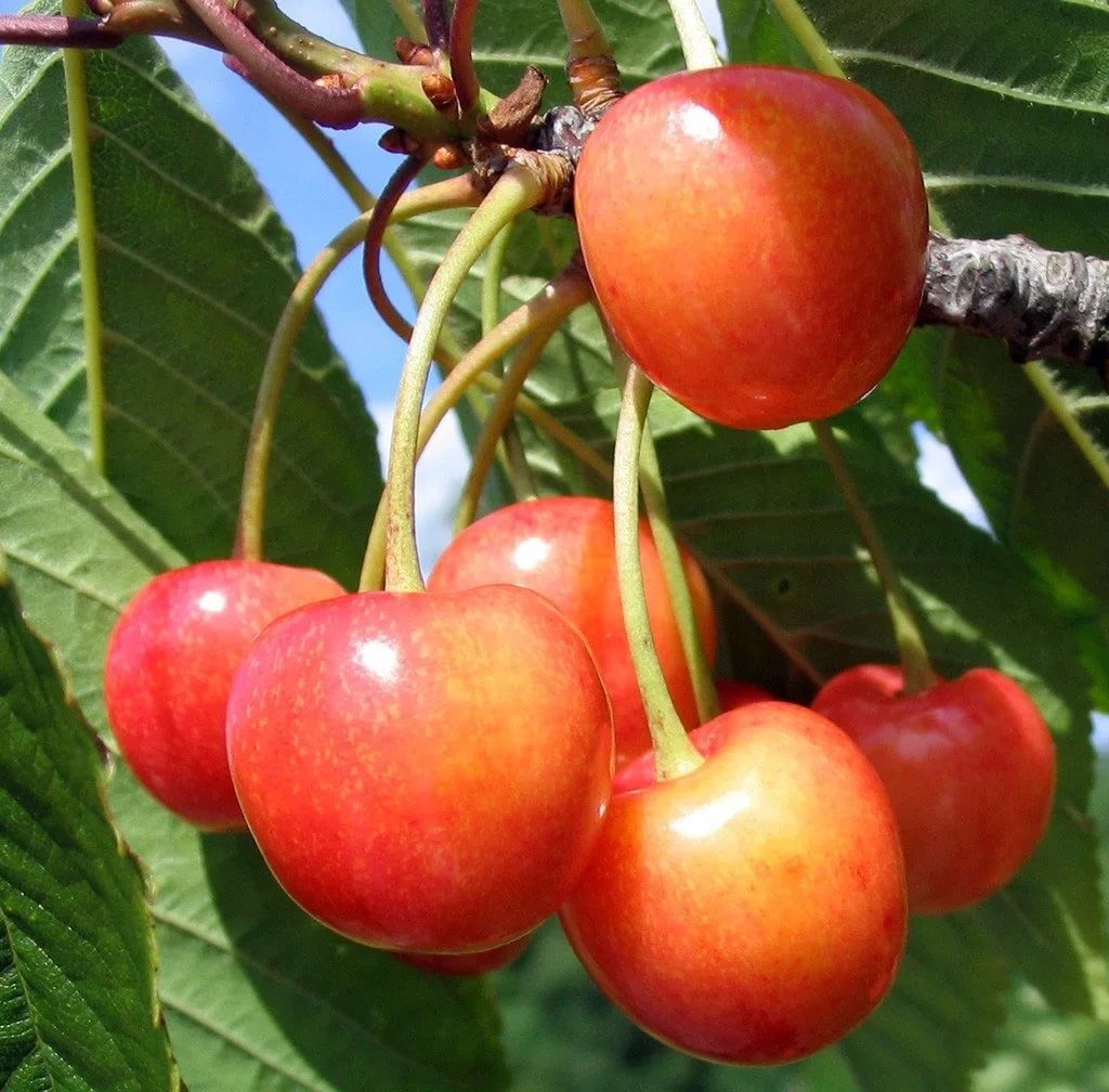 Черешня Фатеж ранн v7 100-140 Tim по цене  Черешня Фатеж ранн v7 100-140 Tim