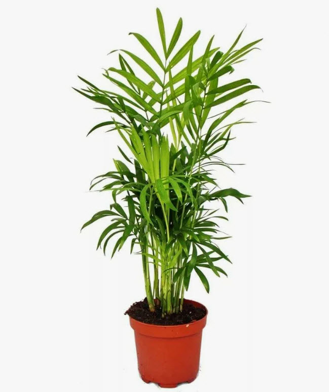 Хамедорея элеганс d23 h100 