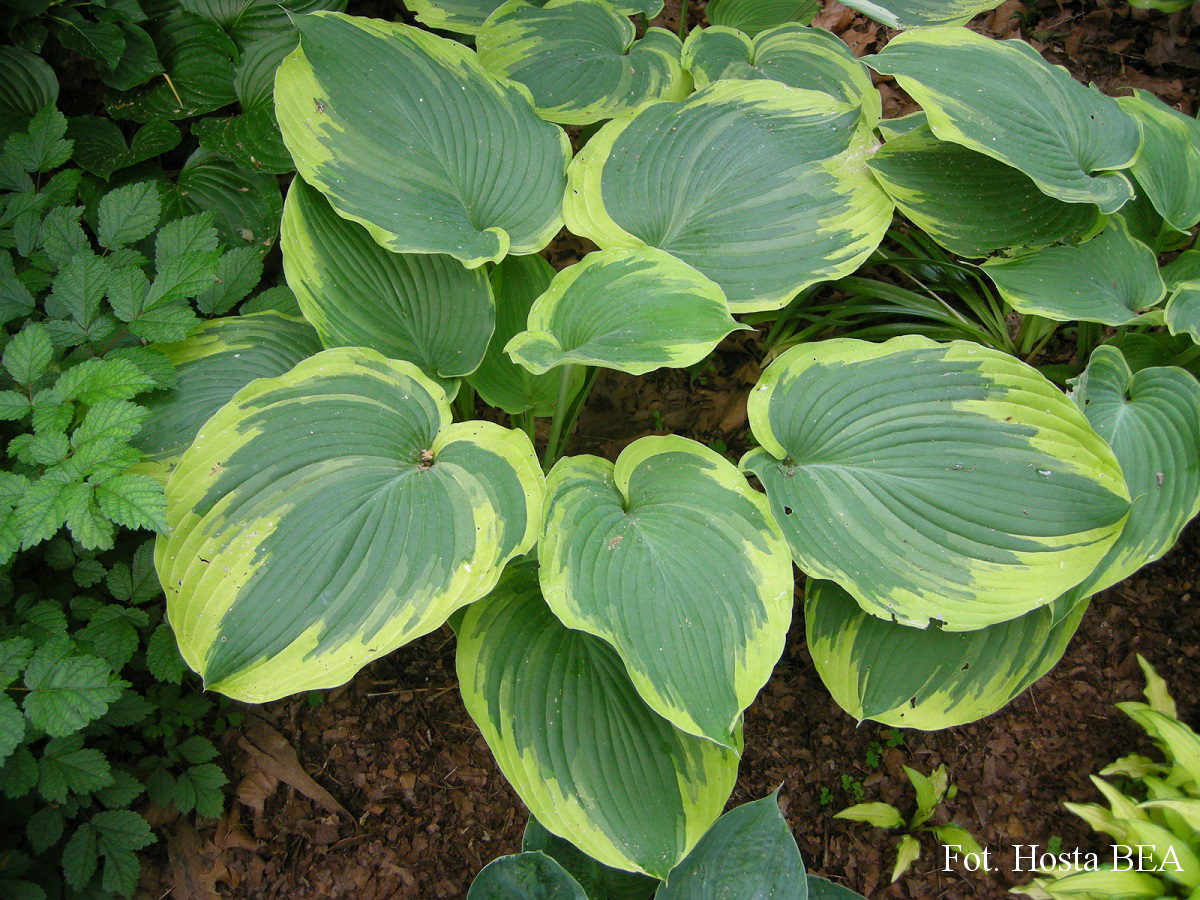 Хоста Фортин каратс Tim 