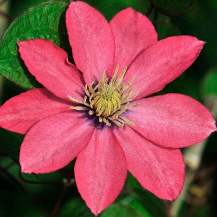 Клематис Литл Меирмейд Р9 