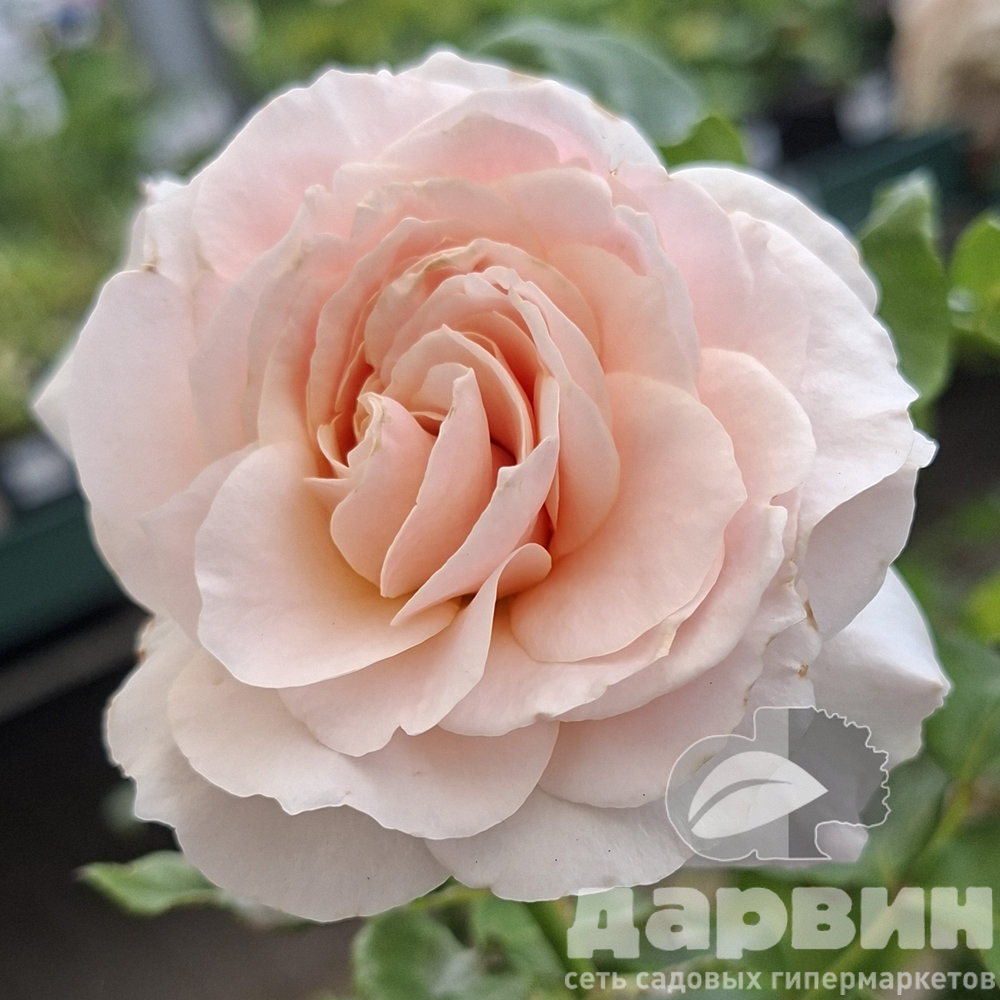 Роза японская Тсумуги  v5 Lav 