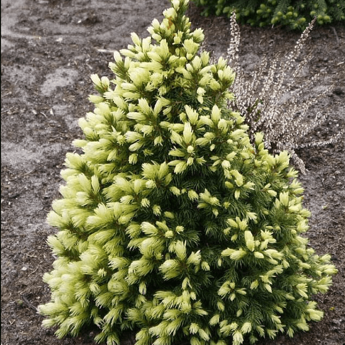 Ель канадская Дейзи Вайт v15 80-100 Bor 