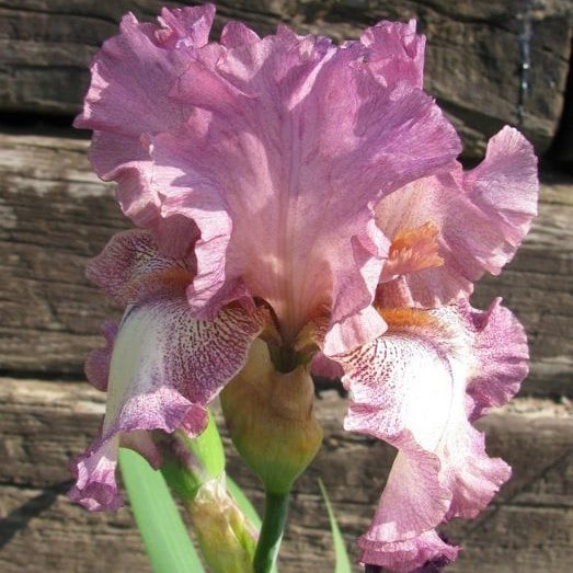 Ирис германский Ретернинг Роуз v2 Tim 