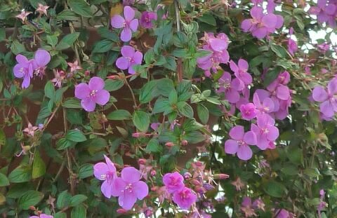 Центрадения d11 Tim 