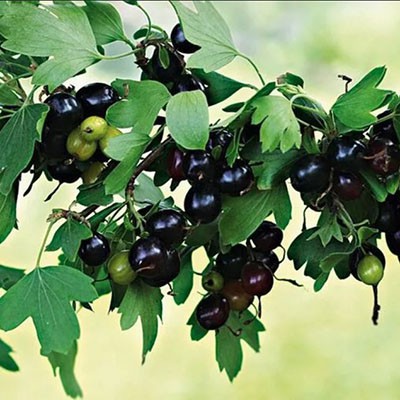 Смородина золотистая Ермак С10 40-60 ЦО 