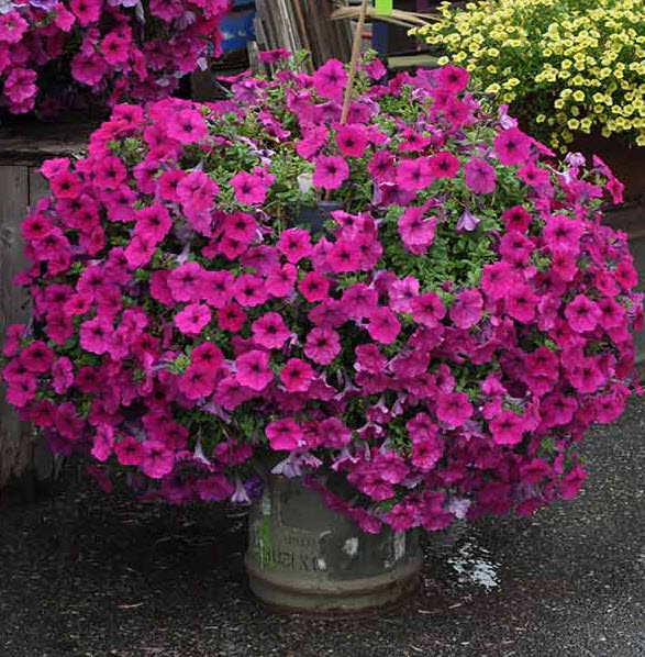 ОсновноеИзображение