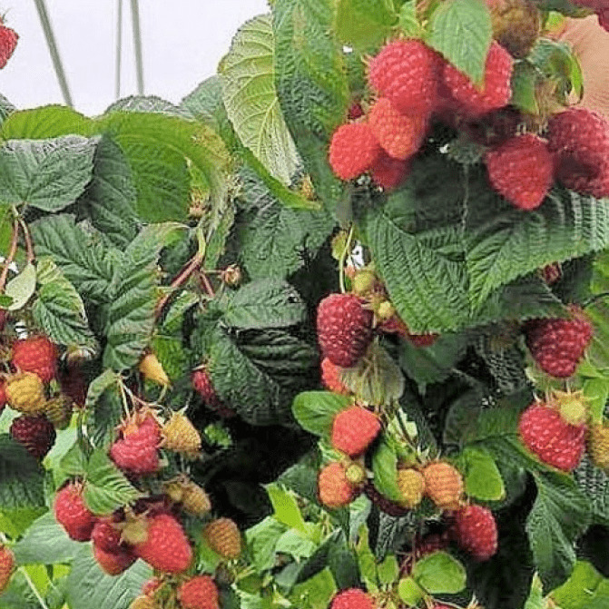 Малина ремонтантная Маджестик красная в коробке Tim 