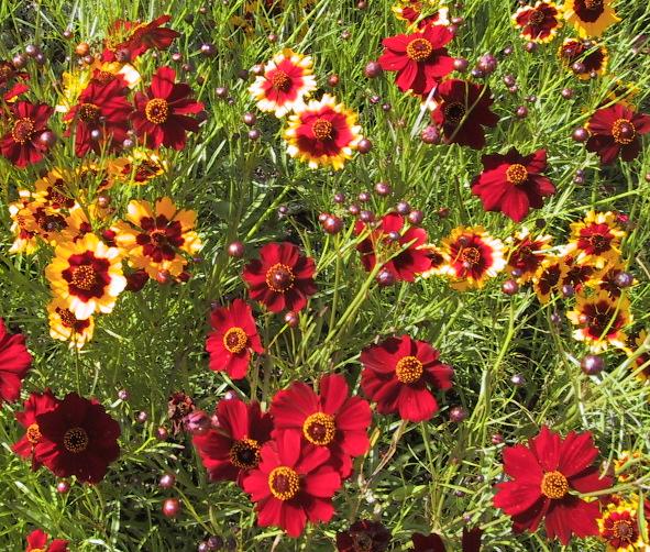 Кореопсис в асс. Р9 ЕТК 