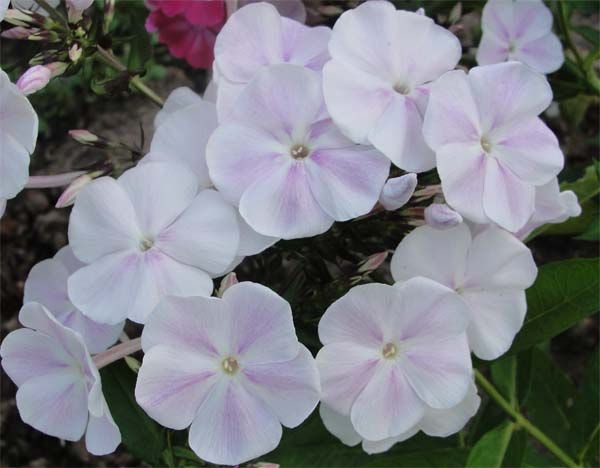 Флокс Зефир Tim 