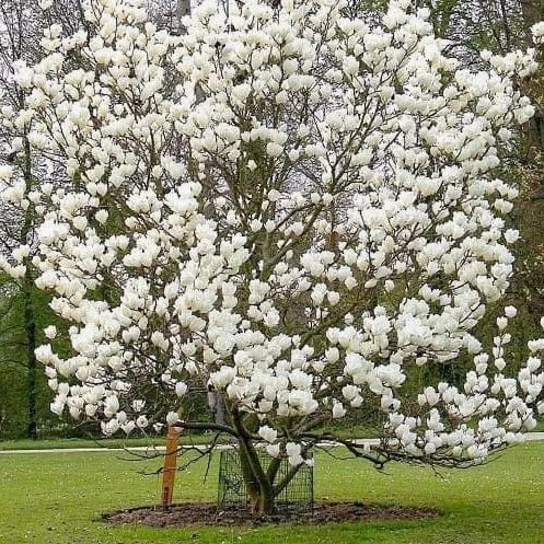 Магнолия суланжа Суперба v7,5 h80-100  Lav 