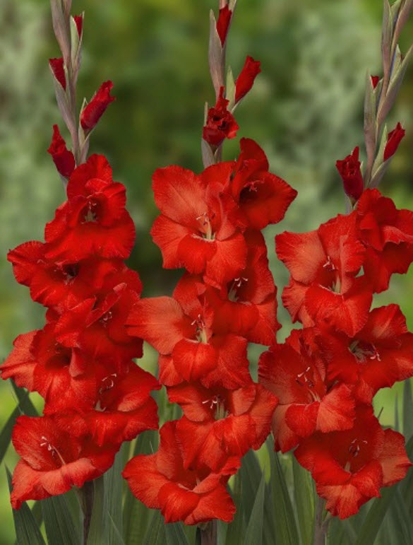 Луковица Гладиолус крупноцветковый Йоска 10/12 10шт. Поиск 