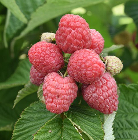 Малина Таруса С2 ЦО 