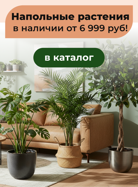 Напольные растения