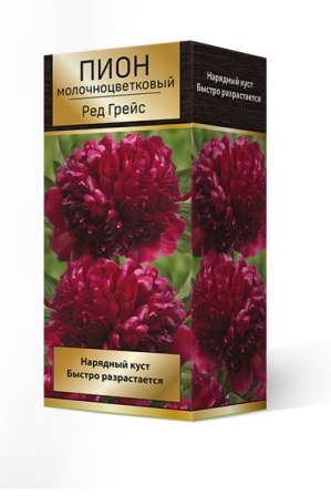 Пион гибридный Ред Грейс 2-3. 1шт Поиск 