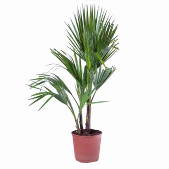 Хамеропс Хумилис d24 h120 