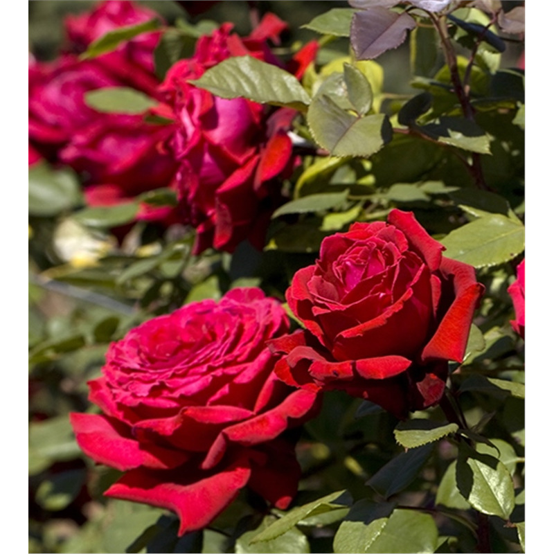 Роза чайно гибридная Ботеро в коробке AV 