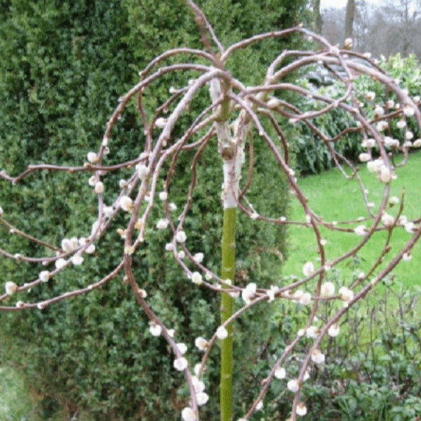 Ива козья Курли Локс v10 штамб 200-220 