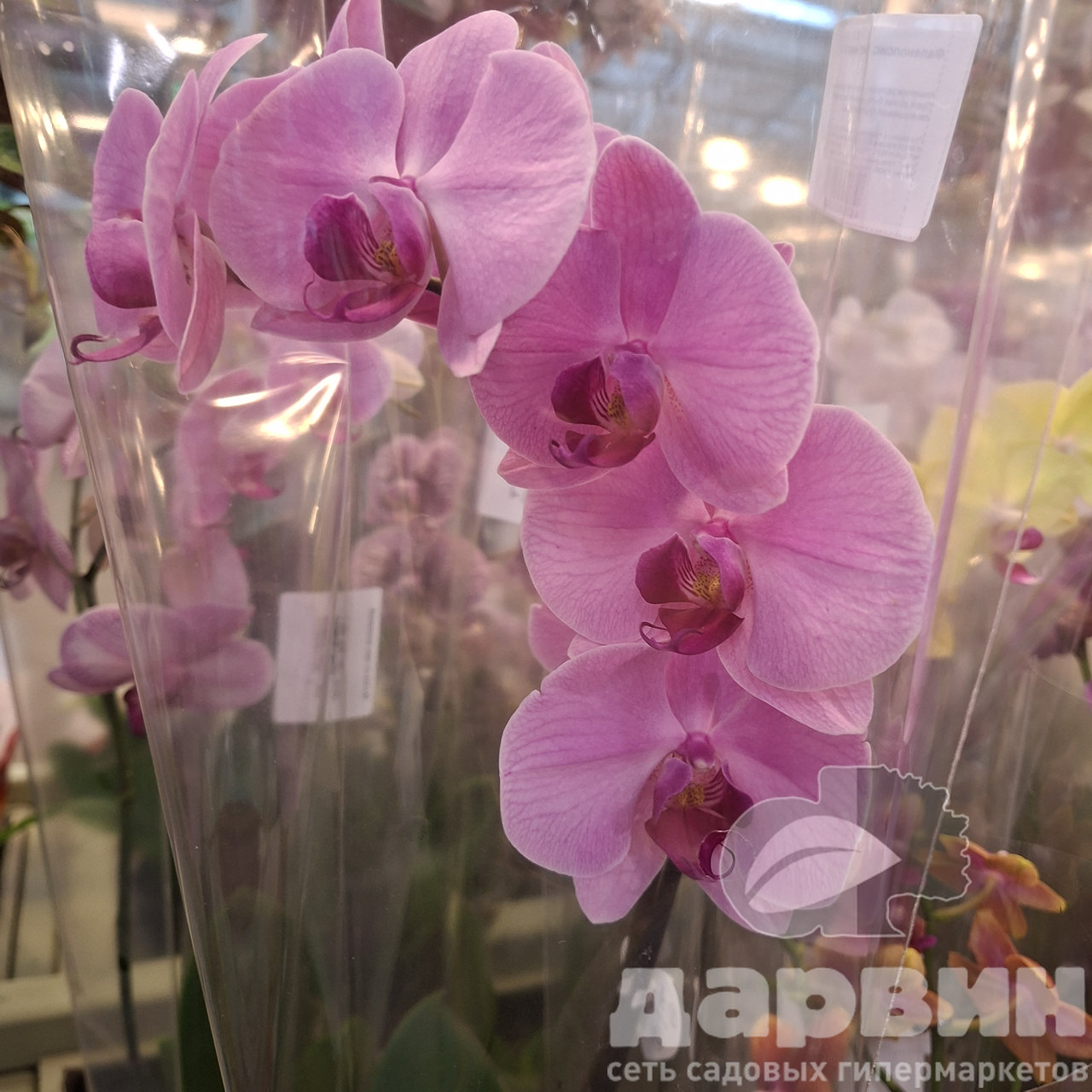 Фаленопсис в ассортименте 1ст d12 h45 