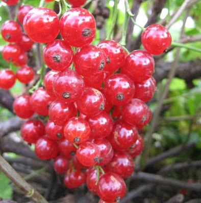 Смородина красная Йонкер ван Тетс С5 штамб 60-80 ЦО по цене  Смородина красная Йонкер ван Тетс С5 штамб 60-80 ЦО