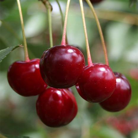 Вишня Гриот Московский v7/10 120-140 Tim 