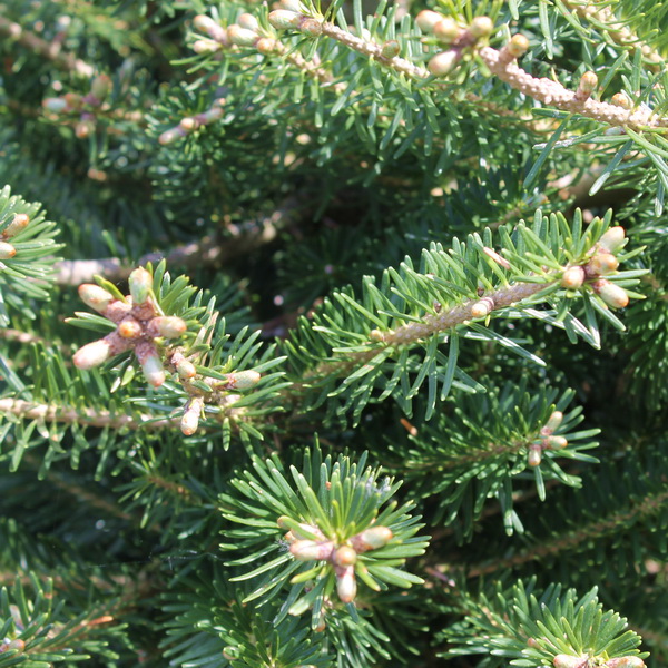 Растение пихта корейская с25, 80-125см 