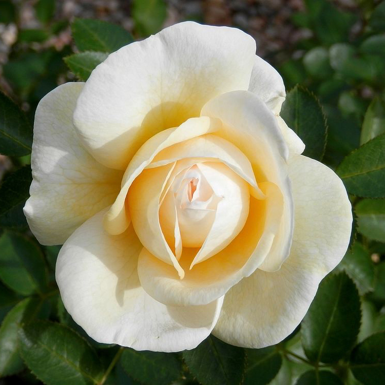 Роза корнесобственная шраб Дж. П. Коннел v5 Tim 