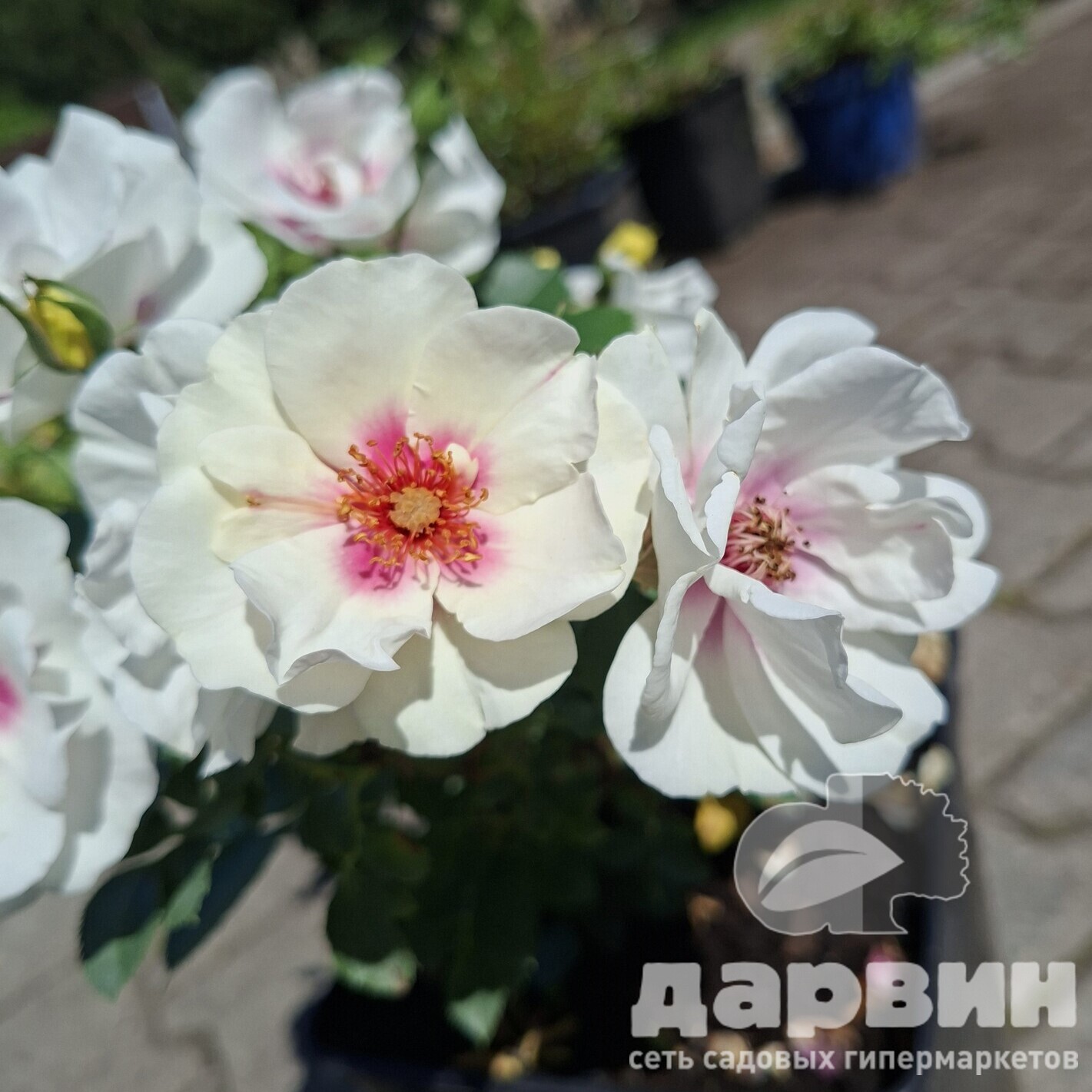 Роза кустовая Булсс Айс v5 Lav 