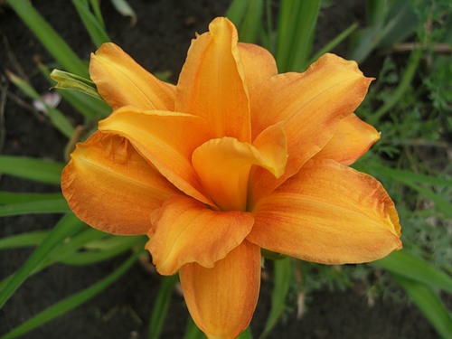 Лилейник Бандолеро, Tim 