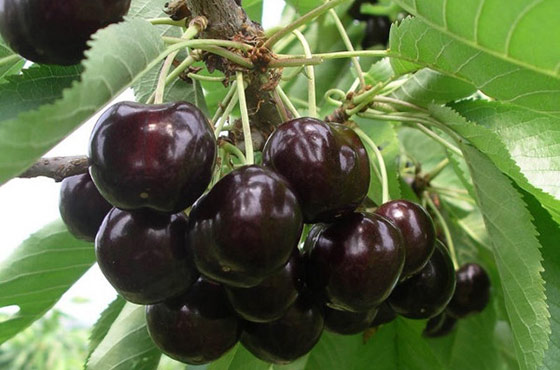 Вишня Черная Крупная ранн v7 100-140 Tim 