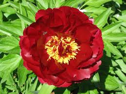 Пион Иллини Белл v5 Tim 