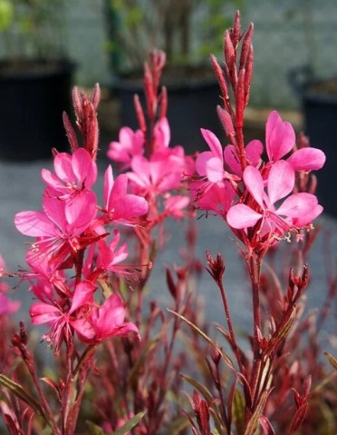 Гаура Гамбит Роуз v2 Lav 