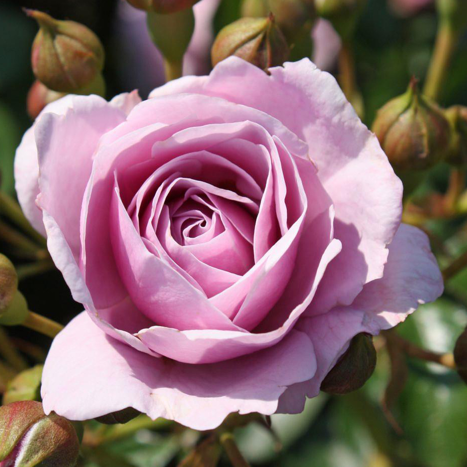 Роза флорибунда Наутика v5 Dem 