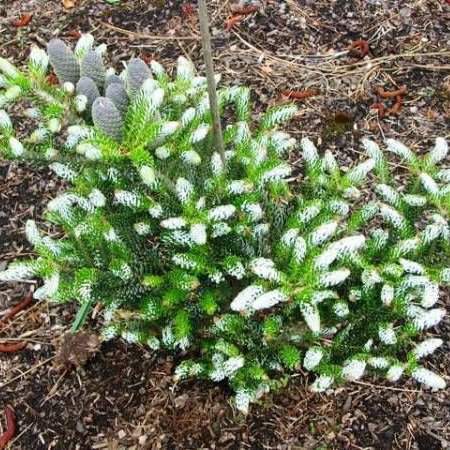 Пихта корейская Сильвер сноу 60-80 Tw 