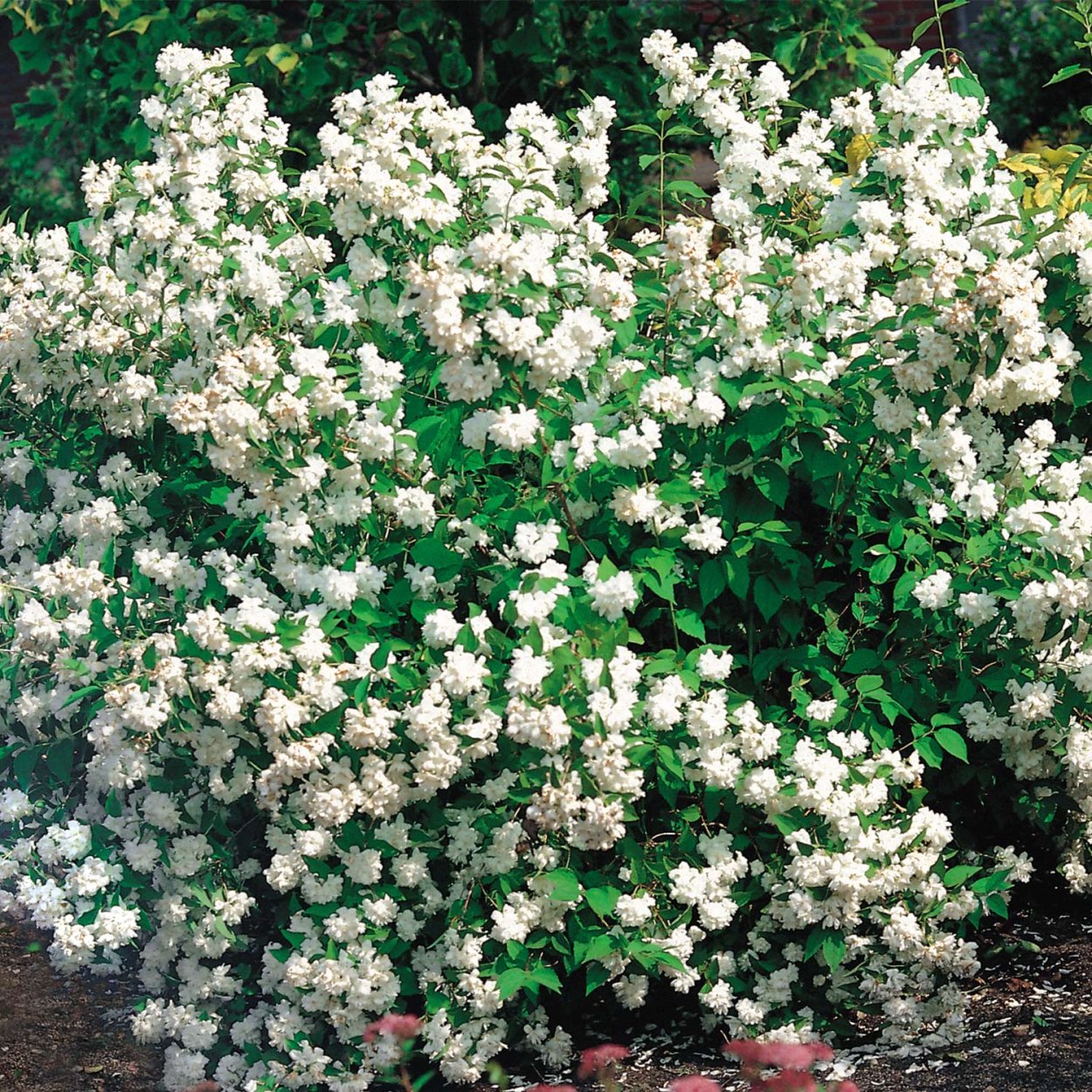 Чубушник венечный Шнеештурм v2 Lav 