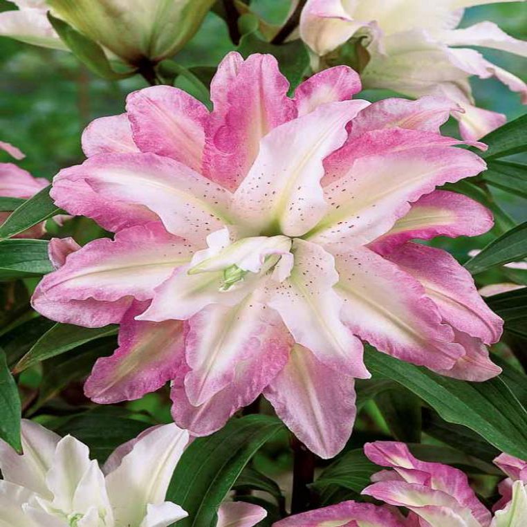 Луковица Лилия восточная Софт Мьюзик 10/12 1шт 