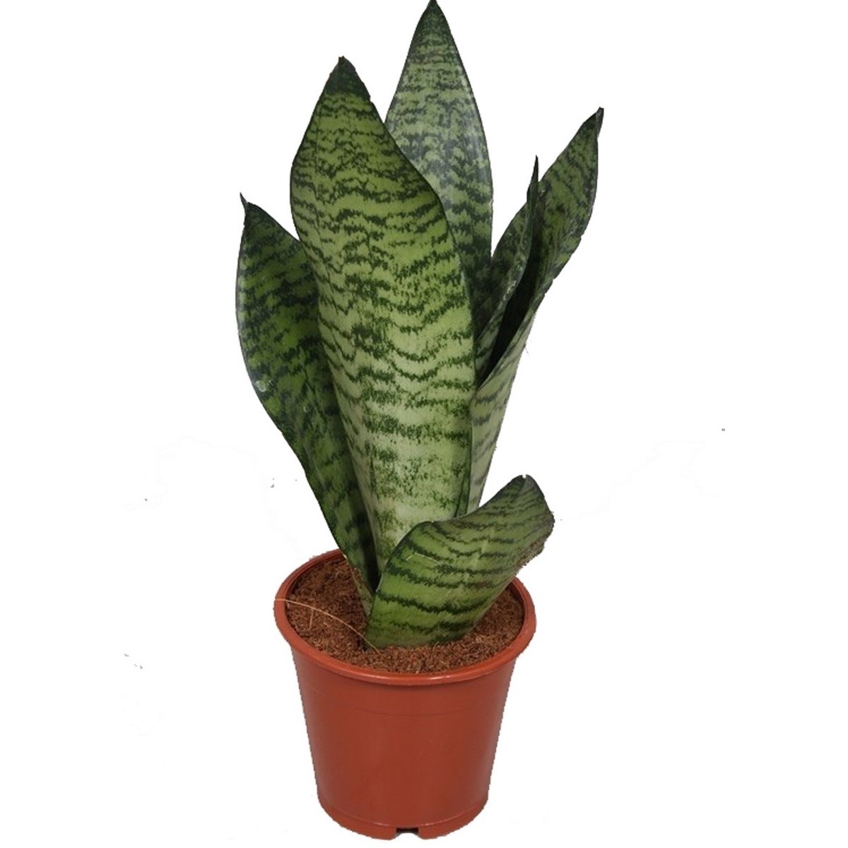 Сансеверия Зейланика d17 h75 