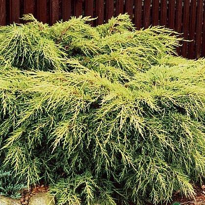 Можжевельник средний Олд Голд v5 30-40 