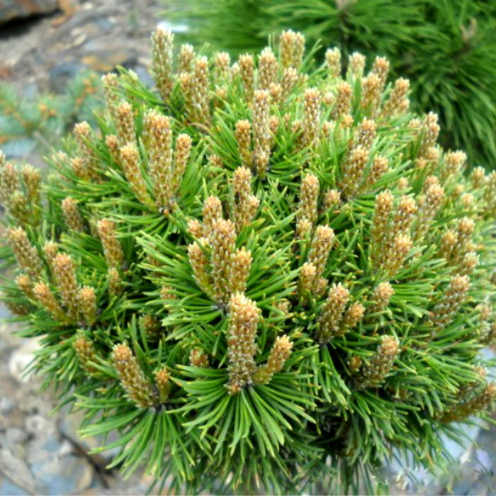 Растение сосна горная Марч 30/35, C11 Ks 