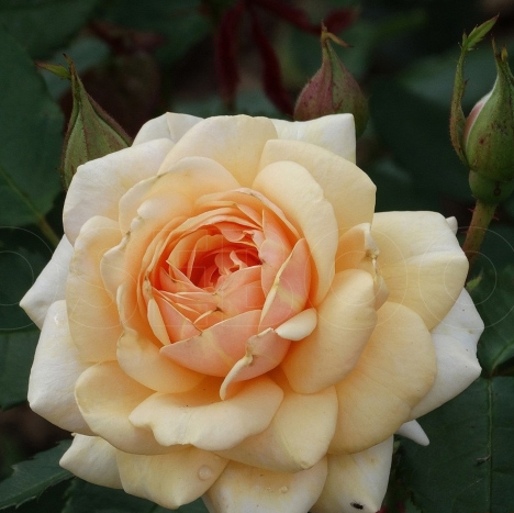 Роза флорибунда Свит Ханей с5, Tim 