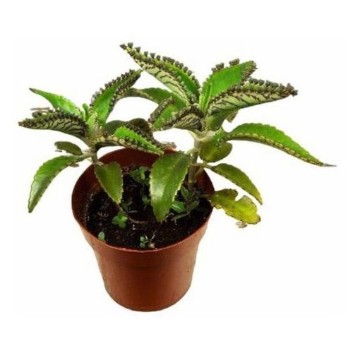 Каланхое Пинатум d5 h10 