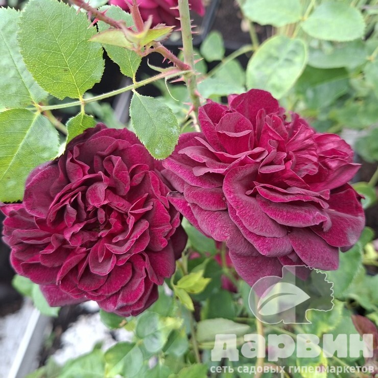 Роза английская Манстед Вуд v5 Lav 