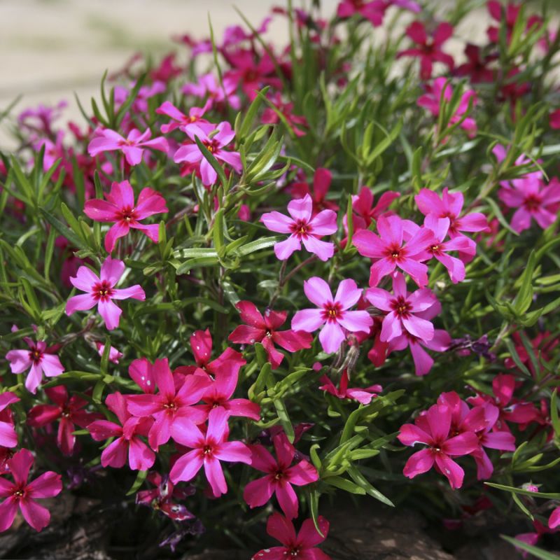 Флокс шиловидный Атропурпурея р11 Sw 