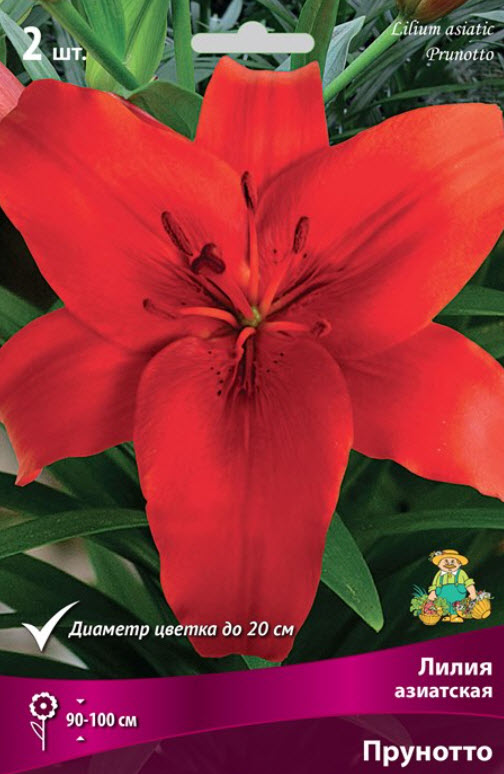 Луковица Лилия азиатская Прунотто 14/16  2шт. Поиск 