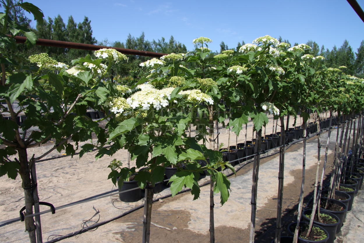 Калина обыкновенная Компактум v3 20-30 Sav 