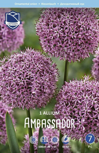 Луковица Лук декоративный Амбассадор 28/30, 1 шт/уп 