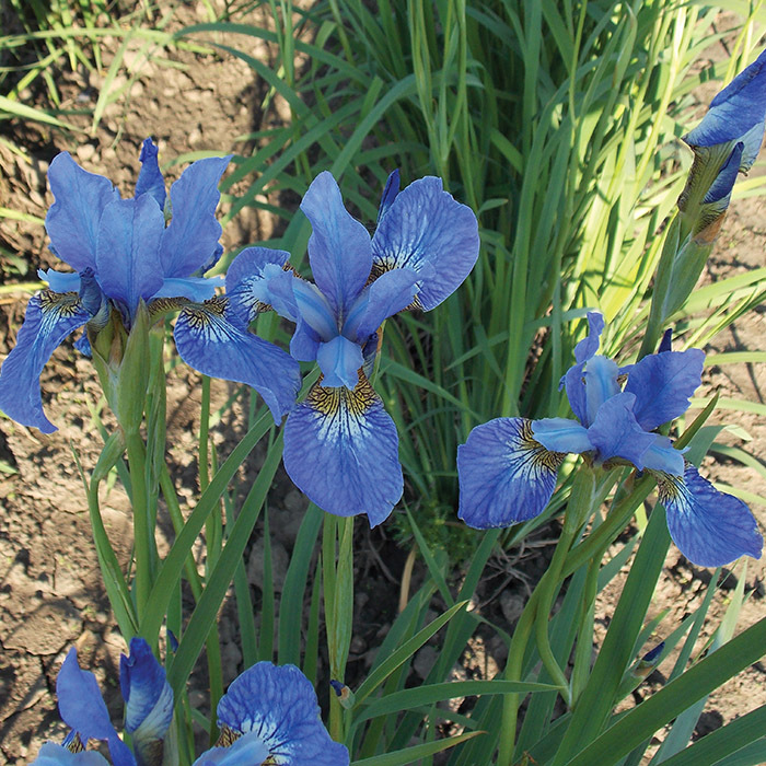 Ирис Папилион v2 Tim 