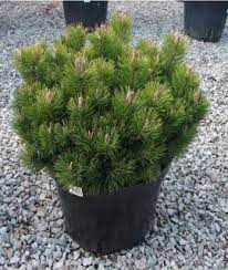 Сосна горная Мугус v15 30-50 YP 